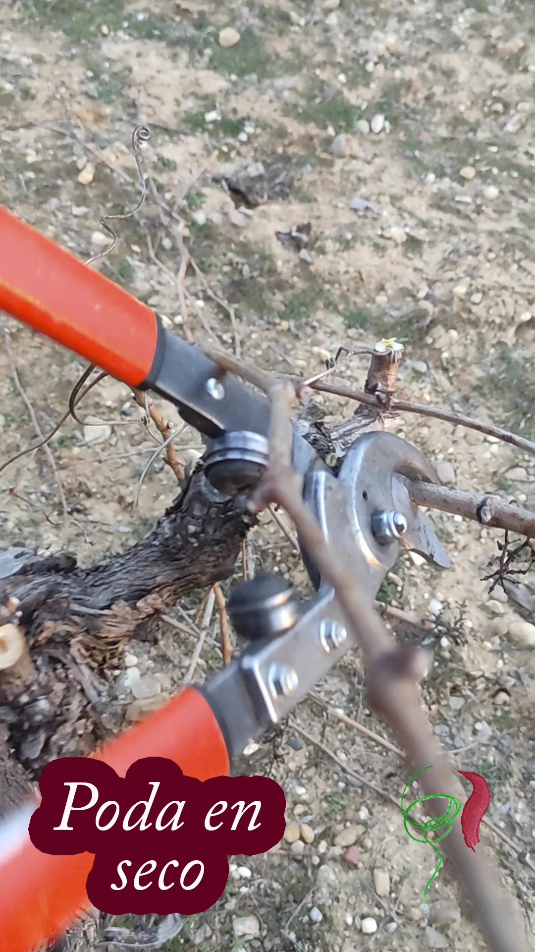 Poda en seco en parcela de viñedo viejo.